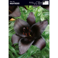 Lilia Azjatycka Nightrider 1szt cebule lilia